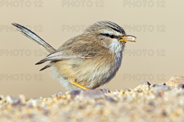 Desert Prinia, (Scotocerca inquieta), animals, birds, foraging, Israel