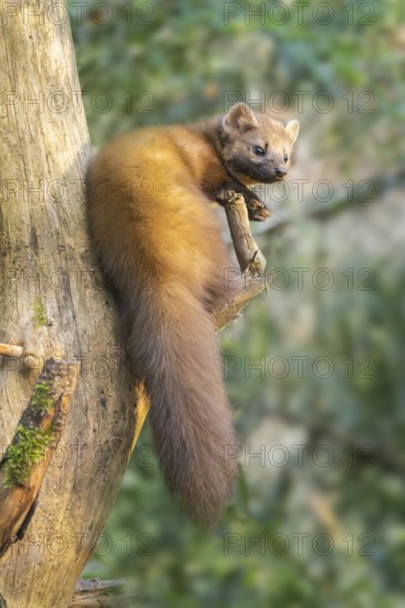 European pine marten (Martes martes) in a forest in autumn, Bavaria, Germany