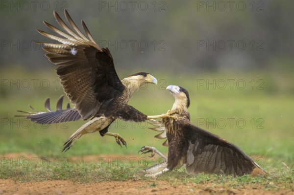 Northern Crested Caracara (Caracara cheriway) juveniles fighting, Texas, USA