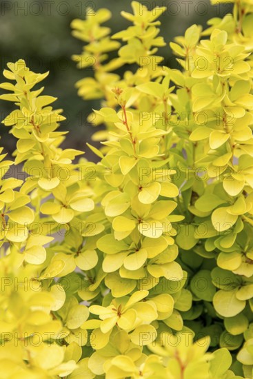 Yellow barberry (Berberis thunbergii 'Maria'), Cambridge Botanical Garden, Germany