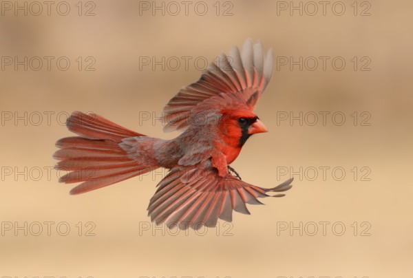 Northern Cardinal (Cardinalis cardinalis) male flying, Texas, USA