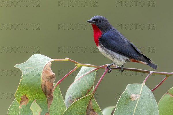 Mistletoebird (Dicaeum hirundinaceum) perched on a branch in eastern Australia