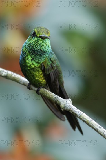 Cuban Emerald (Chlorostilbon ricordii) perched on a branch in Cuba