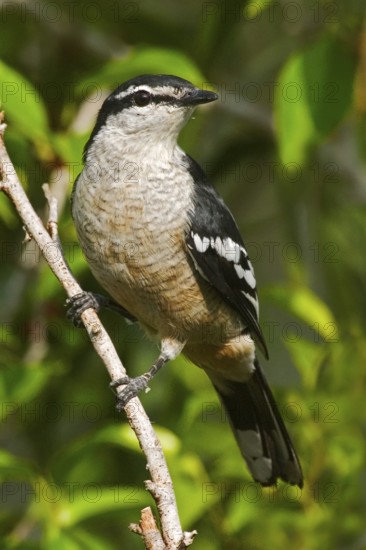 Varied Triller (Lalage leucomela) male, Australia