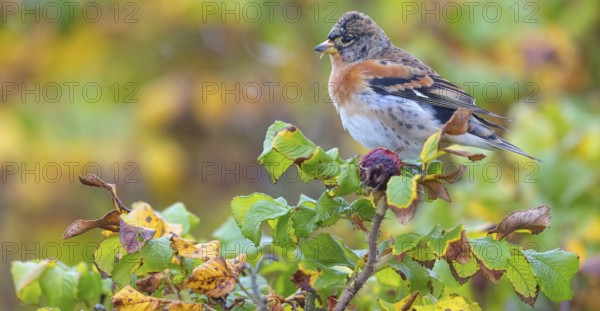 Brambling (Fringilla montifringilla), spring, foraging, Battenberg, Heligoland, Rhineland-Palatinate, Federal Republic of Germany