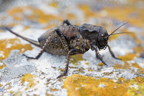 Bradyporus dasypus, animals, insects, beetles, saddle-backed grasshopper, Pleven, Bulgaria