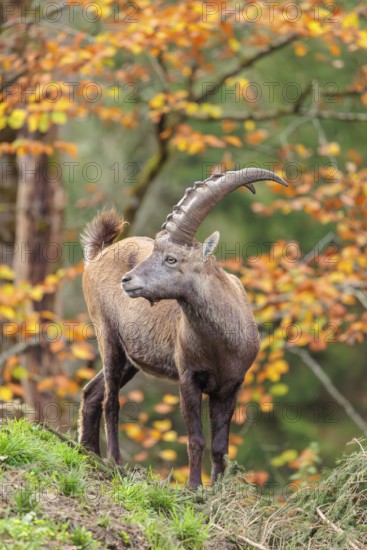 A male ibex (Capra ibex) standing on a cloudy day on a green meadow on hilly terrain . A forest in fall foliage can be seen in the background