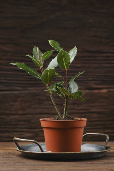 A small bay leaf plant in a terracotta pot, sitting on a circular metal tray. The rustic wooden background enhances the natural beauty of the plant\'s vibrant green leaves.