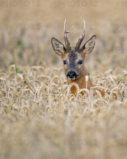 Roebuck (Capreolus capreolus) in wheat, Vechta, Lower Saxony, Germany