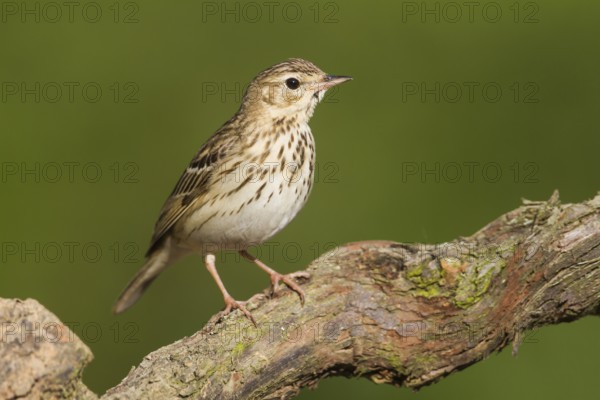 Tree Pipit (Anthus trivialis), Baden-Wuerttemberg, Germany