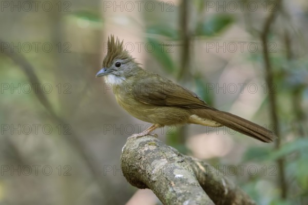 Ochraceous Bulbul (Alophoixus ochraceus hallae) perched on a branch, Di Linh, Vietnam