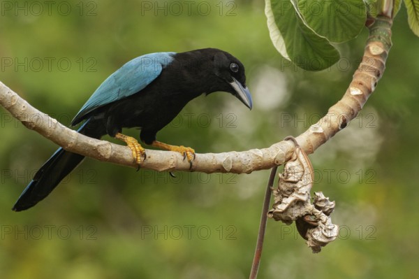 Yucatan Jay (Cyanocorax yucatanicus) perched on a brnach near Cancun on the Yucatan Peninsula of Mexico