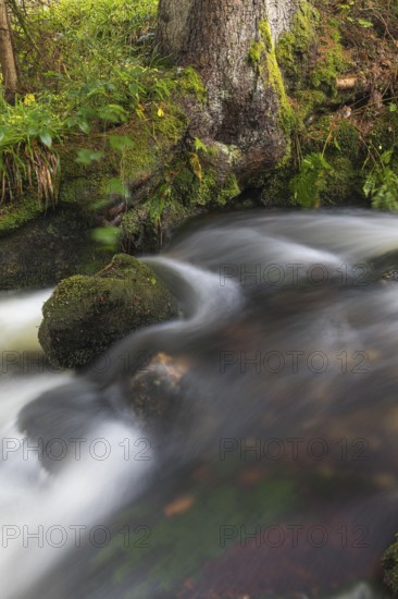 Kleine Ohe creek below Waldhaeuser village in the Bavarian Forest Nationalpark. Flowing water and fallen trees