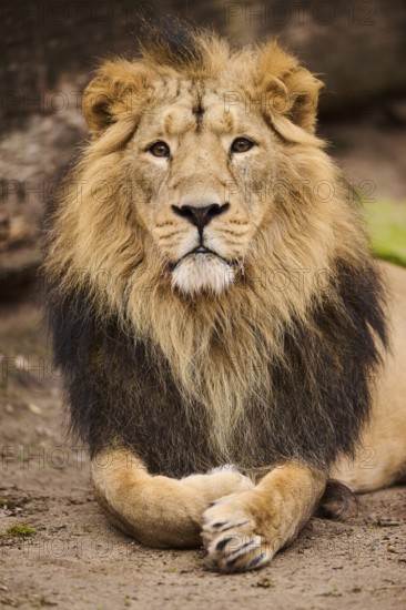 Asiatic lion (Panthera leo persica) male lying on the ground, Germany