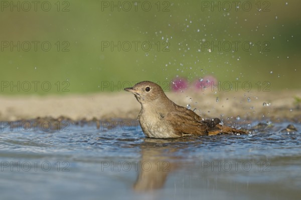 Common Nightingale (Luscinia megarhynchos) bathing in waterhole, Aosta Valley, Italy