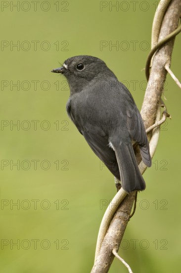 New Zealand Robin (Petroica australis rakiura) male, South Island, New Zealand