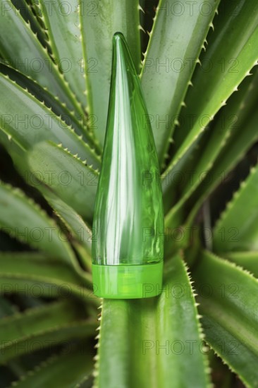 Nestled amongst vibrant aloe vera leaves, a green tube of aloe gel highlights its natural origins, ideal for skin, hair, and face care