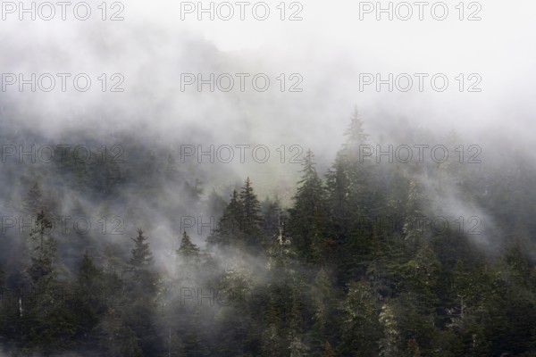 Dense forest on mountain slopes, mystical fog sweeping through the forest, Kenai Fjords National Park, Kenai Peninsula, Alaska, USA
