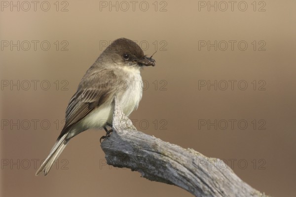 Eastern Phoebe (Sayornis phoebe), Ohio, USA