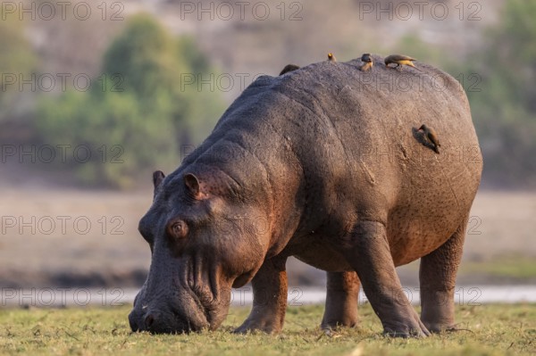 Hippopotamus (Hippopatamus amphibius) grazing, Chobe River, Ihaha, Chobe National Park, Botswana