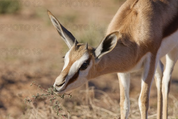 Springbok (Antidorcas marsupialis), young animal, feeding on acacia leaves, head close-up, golden morning light, Kgalagadi Transfrontier Park, Northern Cape, South Africa