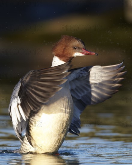 Common Merganser (Mergus merganser) female, Mecklenburg-Western Pomerania, Germany