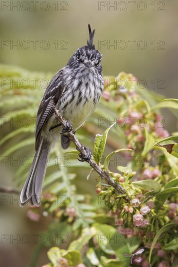 Tufted Tit-Tyrant (Anairetes parulus) perched on a branch in Manu National Park, Peru