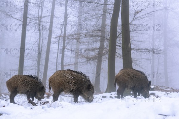 Wild boar (Sus scrofa) in the snow in a wintery forest, Teutoburg Forest, Melle, Lower Saxony, Germany