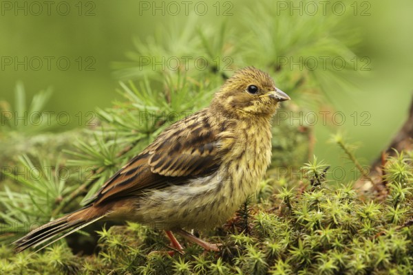 Yellowhammer (Emberiza citrinella) juvenile, Lower Saxony, Germany
