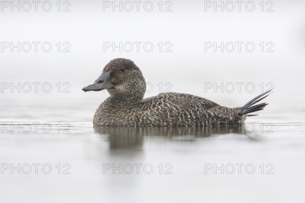 Blue-billed Duck (Oxyura australis) female, Victoria, Australia