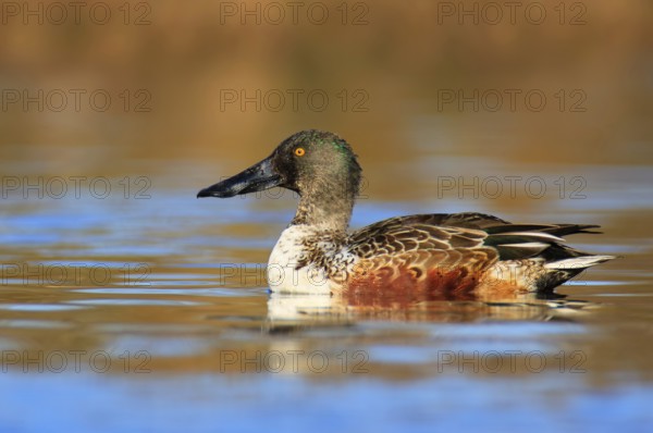 Northern Shoveler (Spatula clypeata) male, British Columbia, Canada
