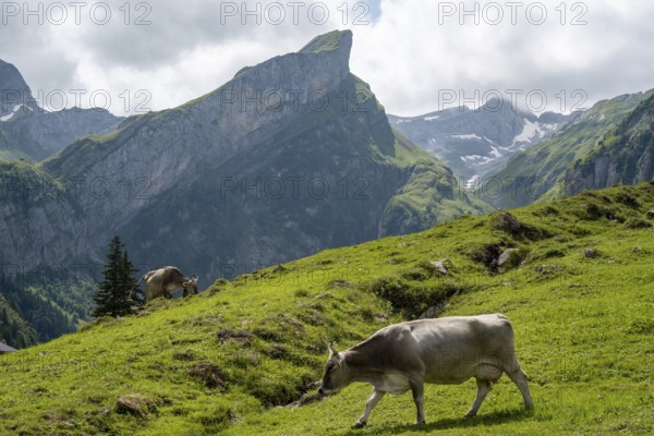 A picturesque scene at Seealpsee in Switzerland features cows grazing peacefully on lush green meadows against the backdrop of majestic alpine mountains