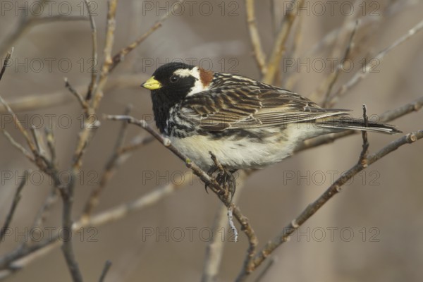 Lapland Longspur (Calcarius lapponicus) male, Manitoba, Canada