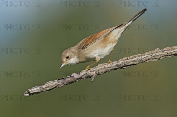 Common Whitethroat (Sylvia communis) perched on a branch, Aosta Valley, Italy