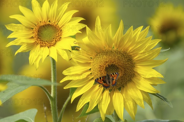 Small tortoiseshell butterfly (Aglais urticae) adult insect feeding on a sunflower flower in summer, RSPB Frampton marsh nature reserve, Lincolnshire, England, United Kingdom