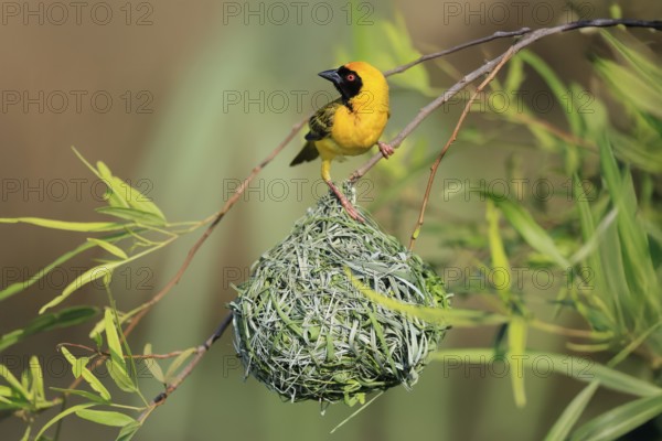 Masked Weaver (Ploceus velatus), adult, male, at the nest, alert, Pilanesberg National Park, North West Province, South Africa