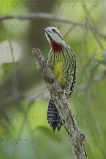 Cuban Green Woodpecker (Xiphidiopicus percussus) perched on a branch in Cuba