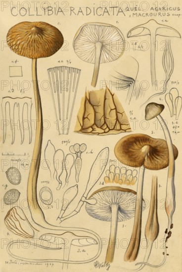 Mushroom, Fungus, Grubby or Slimey Root Root Root, Hymenopellis radicata, syn. Xerula radicata, Oudemansiella radicata, authentic reproduction of an illustration by Hans Walty (1868-1948) from about 1915, historical
