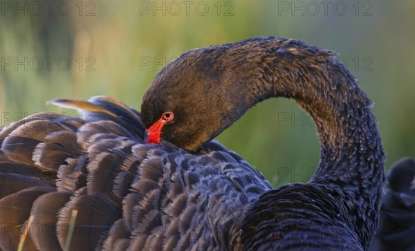 Black Swan (Cygnus atratus), Victoria, Australia