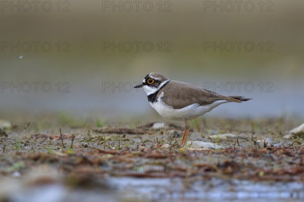 Little Ringed Plover (Charadrius dubius) male, North Rhine-Westphalia, Germany