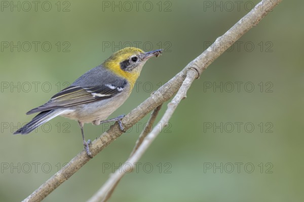 Olive Warbler (Peucedramus taeniatus) perched on a branch in Oaxaca, Mexico