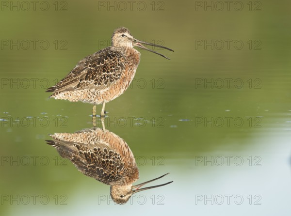 Long-billed Dowitcher (Limnodromus scolopaceus) calling, Texas, USA
