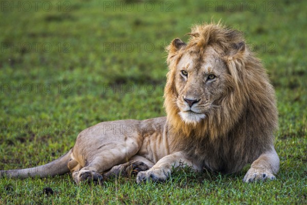 Resting lion (Panthera leo), male, Masai Mara, Kenya