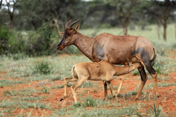 Tsessebe (Damaliscus lunatus), lyrebird, crescent moon antelope, adult, female, juvenile, suckling, Mokala National Park, Northern Cape, South Africa