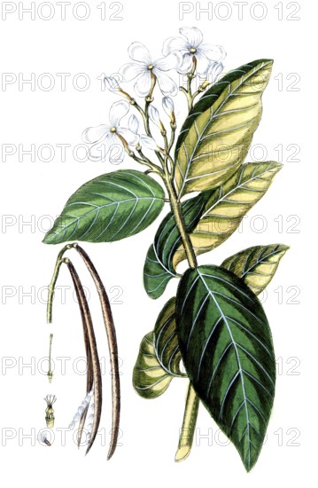 Nerium antidyssentericum, Wrightia antidysenterica, coral whorl or Tellicherry bark, is a flowering plant of the genus Wrightia, digital reproduction of a historical original, between 1790 and 1810