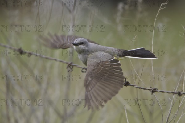 Western Kingbird (Tyrannus verticalis) flying, British Columbia, Canada