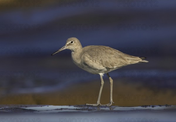 Willet (Tringa semipalmata), California, USA