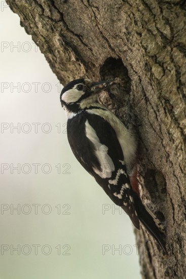 Great spotted woodpecker (Dendrocopos major), Emsland, Lower Saxony, Germany