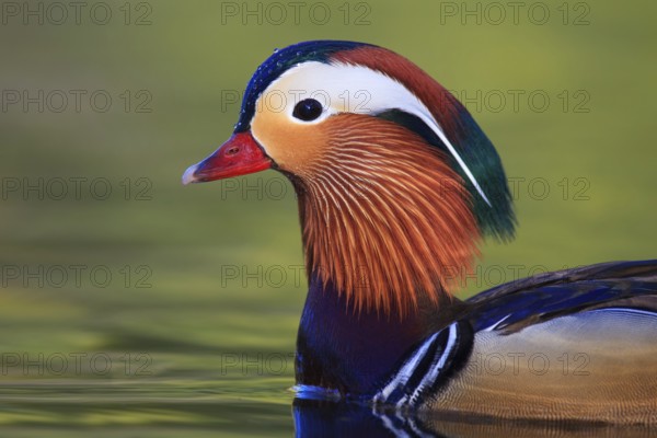 Mandarin Duck (Aix galericulata) male