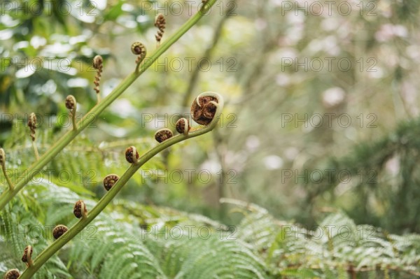 Close-up of vibrant fern fronds unrolling against a lush forest backdrop. The natural details highlight the plant's lifecycle and contribute to a serene atmosphere